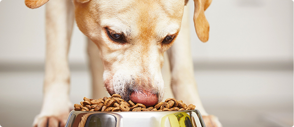 Quality you can trust